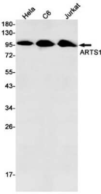 Western Blot: Aminopeptidase PILS/ARTS1 Antibody (S06-1H3) [NBP3-14916] - Western blot detection of Aminopeptidase PILS/ARTS1 in Hela, C6, Jurkat cell lysates using Aminopeptidase PILS/ARTS1Rabbit mAb (1:500 diluted). Predicted band size: 107kDa. Observed band size: 107kDa.