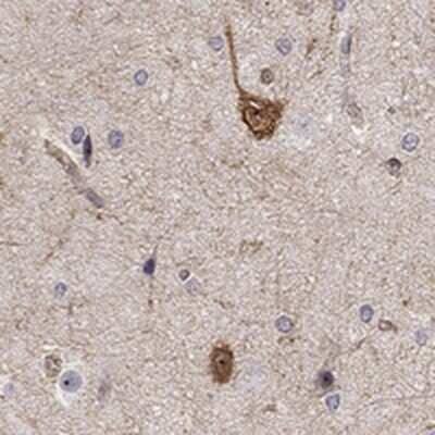 Immunohistochemistry-Paraffin: Amisyn Antibody [NBP3-17338] - Staining of human cerebral cortex shows strong positivity in neurons.