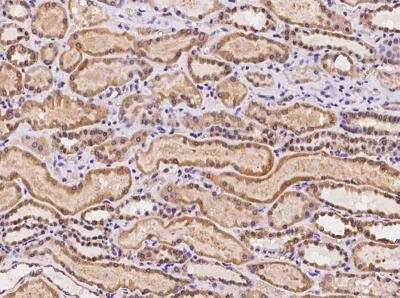 Immunohistochemistry-Paraffin: Ancient ubiquitous protein 1 Antibody [NBP3-06403] - Immunochemical staining of human AUP1 in human kidney with rabbit polyclonal antibody at 1:100 dilution, formalin-fixed paraffin embedded sections.