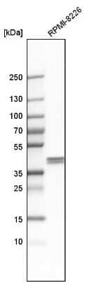 Western Blot Ancient ubiquitous protein 1 Antibody