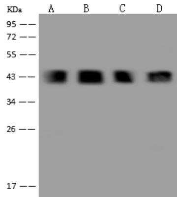 Western Blot: Ancient ubiquitous protein 1 Antibody [NBP3-06403] - Anti-AUP1 rabbit polyclonal antibody at 1:500 dilution. Lane A: RPMI-8226 Whole Cell Lysate Lane B: NIH/3T3 Whole Cell Lysate Lane C: HeLa Whole Cell Lysate Lane D: 293T Whole Cell Lysate. Lysates/proteins at 30 ug per lane. Secondary: Goat Anti-Rabbit IgG (H+L)/HRP at 1/10000 dilution. Developed using the ECL technique. Performed under reducing conditions. Predicted band size:53 kDa.