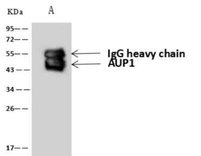 Western Blot Ancient ubiquitous protein 1 Antibody