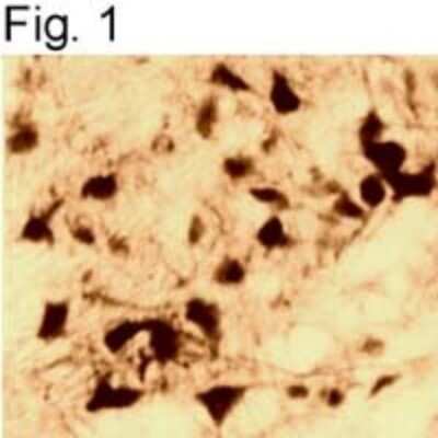 Immunohistochemistry: Androgen R/NR3C4 Antibody (AN1-15) [NB300-615] - Immunolocalization of androgen receptor in primate brain.