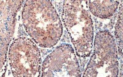 Immunohistochemistry-Paraffin: Androgen R/NR3C4 Antibody (HL1028) - ARv7 Variant [NBP3-13685] - Mouse testis. Androgen Receptor (ARv7 Splice Variant) antiboy stained by Androgen Receptor (ARv7 Splice Variant) antiboy [HL1028]  diluted at 1:100.Antigen Retrieval: Citrate buffer, pH 6.0, 15 min.