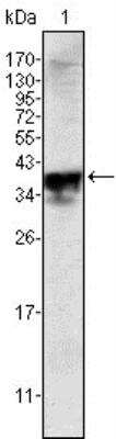 Western Blot: Androgen R/NR3C4 Antibody (2H8) [NBP1-47471] - Analysis using Androgen Receptor mouse mAb against Androgen Receptor (aa221-321)-hIgGFc transfected HEK293 cell lysate.