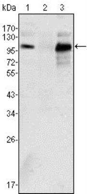 Western Blot: Androgen R/NR3C4 Antibody (2H8) [NBP1-47471] - Analysis using Androgen Receptor mouse mAb against K562 (1), Jurkat (2) and LNCaP (3) cell lysates.