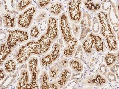 Immunohistochemistry-Paraffin: Angiogenin Antibody [NBP2-98773] - Immunochemical staining of human Angiogenin in human kidney with rabbit polyclonal antibody (1:1000, formalin-fixed paraffin embedded sections).
