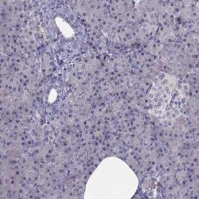 Immunohistochemistry-Paraffin: Angiopoietin-1 Antibody [NBP1-90170] - Staining of human pancreas shows low expression as expected.