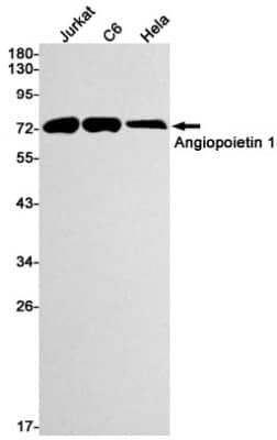 Western Blot: Angiopoietin-1 Antibody (S06-1F9) [NBP3-19492] - Western blot detection of Angiopoietin-1 in Jurkat, C6, Hela cell lysates using NBP3-19492 (1:1000 diluted). Predicted band size: 58kDa. Observed band size: 75kDa.