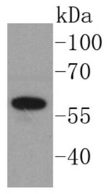 Western Blot: Angiopoietin-1 Antibody (SN67-02) [NBP2-67664] - Analysis of Angiopoietin 1 on K562 cells lysates using anti-Angiopoietin 1 antibody at 1/1,000 dilution.