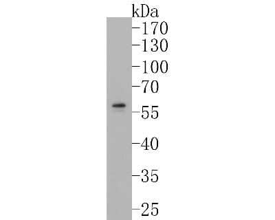 Western Blot: Angiopoietin-1 Antibody (SN67-02) [NBP2-67664] - Western blot analysis of Angiopoietin-1 on K562 cell lysates. Proteins were transferred to a PVDF membrane and blocked with 5% BSA in PBS for 1 hour at room temperature. The primary antibody (1/500) was used in 5% BSA at room temperature for 2 hours. Goat