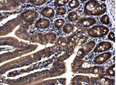 Immunohistochemistry-Paraffin: Angiopoietin-4 Antibody [NBP1-32607] - Paraffin-embedded mouse duodenum.  Angiopoietin 4 antibody diluted at 1:500.