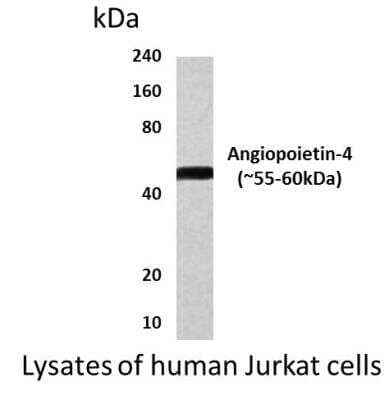 Western Blot: Angiopoietin-4 Antibody (MM0090-11M11) [NBP2-12037]