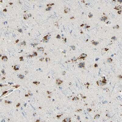 Immunohistochemistry-Paraffin: Angiopoietin-like Protein 1/ANGPTL1 Antibody [NBP1-89088] - Staining of human cerebral cortex shows strong cytoplasmic positivity in neurons.