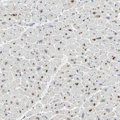 Immunohistochemistry-Paraffin Angiopoietin-like Protein 1/ANGPTL1 Antibody