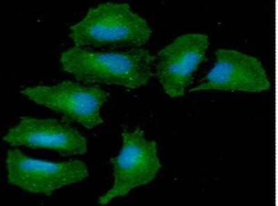 Immunocytochemistry/Immunofluorescence: Angiopoietin-like Protein 3/ANGPTL3 Antibody (23D8) [NBP2-60244] - Staining in HeLa cells. The secondary antibody (green) was Alexa Fluor 488. DAPI was stained the cell nucleus (blue).