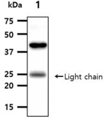 Western Blot: Angiopoietin-like Protein 3/ANGPTL3 Antibody (23D8) [NBP2-60244] - The tissue lysates (40ug) were resolved by SDS-PAGE, transferred to PVDF membrane and probed with anti-human Angiopoietin-like Protein 3/ANGPTL3 antibody (1:1000). Proteins were visualized using a goat anti-mouse secondary antibody conjugated to HRP and an ECL detection system.Lane 1.: Mouse kidney tissue lysate