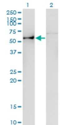 Western Blot: Angiopoietin-like Protein 3/ANGPTL3 Antibody (3B7) [H00027329-M01] - Analysis of ANGPTL3 expression in transfected 293T cell line by ANGPTL3 monoclonal antibody (M01), clone 3B7.Lane 1: ANGPTL3 transfected lysate (Predicted MW: 53.6 KDa).Lane 2: Non-transfected lysate.