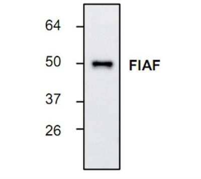 Western Blot: Angiopoietin-like Protein 4/ANGPTL4 Antibody [NBP1-45565] -  Analysis of FIAF expression in rat adipose tissue extract.