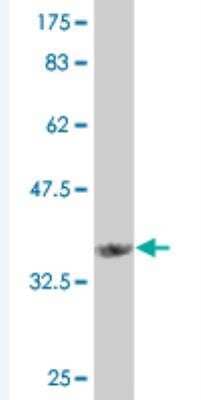 Western Blot: Angiopoietin-like Protein 7/ANGPTL7 Antibody (2C6) [H00010218-M04-100ug] - Detection against Immunogen (36.74 KDa) .