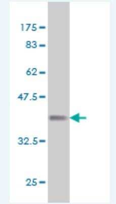 Western Blot: Angiopoietin-like Protein 7/ANGPTL7 Antibody (2C7) [H00010218-M03-100ug] -  Detection against Immunogen (36.74 KDa) .