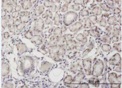 Immunohistochemistry-Paraffin: Angiopoietin-like Protein 7/ANGPTL7 Antibody (3E7) [H00010218-M02-100ug] - Immunoperoxidase of monoclonal antibody to ANGPTL7 on formalin-fixed paraffin-embedded human salivary gland. [antibody concentration 3 ug/ml]