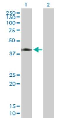 Western Blot: Angiopoietin-like Protein 7/ANGPTL7 Antibody [H00010218-B01P] - Analysis of ANGPTL7 expression in transfected 293T cell line by ANGPTL7 polyclonal antibody.  Lane 1: ANGPTL7 transfected lysate(38.06 KDa). Lane 2: Non-transfected lysate.