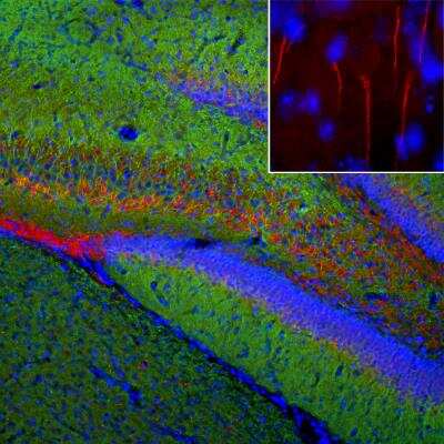 Immunocytochemistry/Immunofluorescence: Ankyrin 3 Antibody [NBP3-05550] - Immunofluorescent analysis of a rat brain section stained with Ankyrin 3 Antibody at a dilution of 1:1,000, in red and costained with mouse mAb to MAP2 at a dilution of 1:5,000 in green. The blue is Hoechst staining of nuclear DNA. Following transcardial perfusion of rat with 4% paraformaldehyde, brain was post fixed for 24 hours, cut to 45uM, and free-floating sections were stained with above antibodies. The Ankyrin 3 antibody stains axonal initial segments, while the MAP2 antibody labels MAP2 protein expressed in the perikarya and dendrites of most neurons.