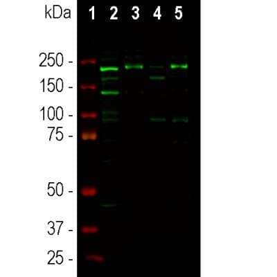 Immunocytochemistry/Immunofluorescence: Ankyrin 3 Antibody [NBP3-05550] - Western blot analysis of different tissue lysates using Ankyrin 3 Antibody at a dilution of 1:1,000 in green: [1] protein standard (red), [2] rat cortex, [3] rat cortex membrane enriched fraction, [4] mouse cortex and [5] mouse cortex membrane enriched fraction. The band at ~190kDa correspond to one of the three high molecular weight forms of Ankyrin 3, the 270kDa and 480kDa isoforms can be seen on longer exposure of the blot.