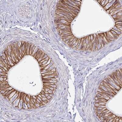 Immunohistochemistry-Paraffin: Ankyrin 3 Antibody [NBP2-33758] - Staining of human epididymis shows membranous positivity in glandular cells.