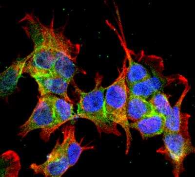 Immunocytochemistry/Immunofluorescence: Ankyrin 3 Antibody (S106-20) [NBP2-59310] - Tissue: SK-N-BE Cells (Human Neuroblastoma cells). Species: Human. Fixation: 4% Formaldehyde for 15 min at RT. Primary Antibody: Mouse Anti-Ankyrin G Monoclonal Antibody at 1:100 for 60 min at RT. Secondary Antibody: Goat Anti-Mouse ATTO 488 at 1:200 for 60 min at RT. Counterstain: Phalloidin Texas Red F-Actin stain; DAPI (blue) nuclear stain at 1:1000, 1:5000 for 60 min at RT, 5 min at RT. Localization: Cytoplasm . Magnification: 60X.