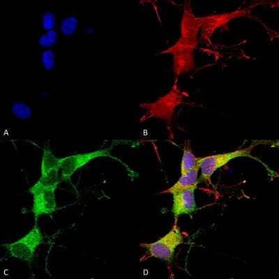 Immunocytochemistry/Immunofluorescence: Ankyrin 3 Antibody (S106-20) [NBP2-59310] - Immunocytochemistry/Immunofluorescence analysis using Mouse Anti-Ankyrin 3 Monoclonal Antibody, Clone S106-20 (NBP2-59310). Tissue: Neuroblastoma cells (SH-SY5Y). Species: Human. Fixation: 4% PFA for 15 min. Primary Antibody: Mouse Anti-Ankyrin 3 Monoclonal Antibody (NBP2-59310) at 1:100 for overnight at 4C with slow rocking. Secondary Antibody: AlexaFluor 488 at 1:1000 for 1 hour at RT. Counterstain: Phalloidin-iFluor 647 (red) F-Actin stain; Hoechst (blue) nuclear stain at 1:800, 1.6mM for 20 min at RT. (A) Hoechst (blue) nuclear stain. (B) Phalloidin-iFluor 647 (red) F-Actin stain. (C) Ankyrin 3 Antibody (D) Composite.