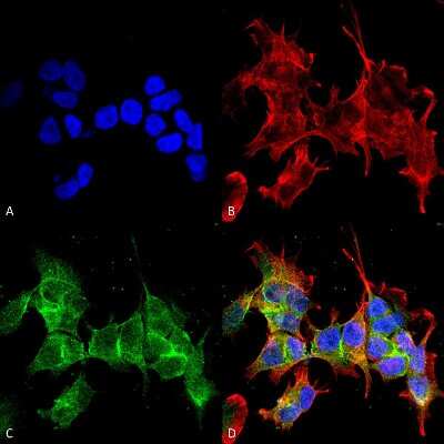 Immunocytochemistry/Immunofluorescence: Ankyrin 3 Antibody (S106-20) [NBP2-59310] - Immunocytochemistry/Immunofluorescence analysis using Mouse Anti-Ankyrin 3 Monoclonal Antibody, Clone S106-20 (NBP2-59310). Tissue: Neuroblastoma cell line (SK-N-BE). Species: Human. Fixation: 4% Formaldehyde for 15 min at RT. Primary Antibody: Mouse Anti-Ankyrin 3 Monoclonal Antibody (NBP2-59310) at 1:100 for 60 min at RT. Secondary Antibody: Goat Anti-Mouse ATTO 488 at 1:200 for 60 min at RT. Counterstain: Phalloidin Texas Red F-Actin stain; DAPI (blue) nuclear stain at 1:1000, 1:5000 for 60 min at RT, 5 min at RT. Localization: Cytoplasm . Magnification: 60X. (A) DAPI (blue) nuclear stain. (B) Phalloidin Texas Red F-Actin stain. (C) Ankyrin 3 Antibody. (D) Composite.