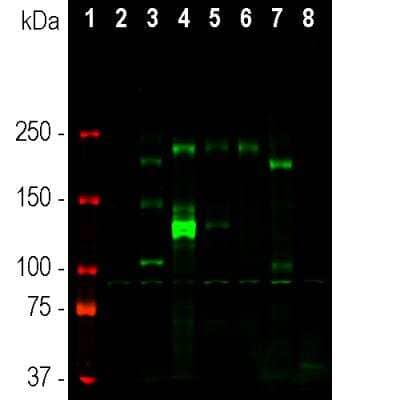 Western Blot: Ankyrin 3 Antibody [NBP3-05528] - Western blot analysis of different tissue and cell lysates using Ankyrin 3 Antibody, at a at a dilution of of 1:2,000 in green: [1] protein standard (red), [2] NIH-3T3, [3] C6, [4] HEK293, [5] HeLa, [6] SH-SY5Y cells, [7] rat brain, and [8] mouse brain lysates. Bands at ~190kDa represent ankyrin 3 splice variants, higher molecular weight bands at 270kDa and 480kDa can be seen on longer exposure. Lower molecular weight bands are likely proteolytic fragments.