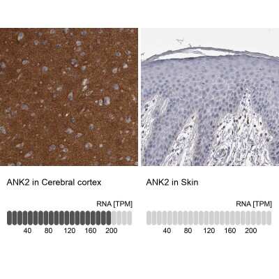 Immunohistochemistry-Paraffin: Ankyrin Brain Antibody [NBP2-33863] - Analysis in human cerebral cortex and skin tissues using NBP2-33863 antibody. Corresponding ANK2 RNA-seq data are presented for the same tissues.