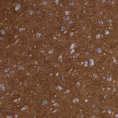 Immunohistochemistry-Paraffin: Ankyrin Brain Antibody [NBP2-33863] - Staining of human cerebral cortex shows strong positivity in neuropil.