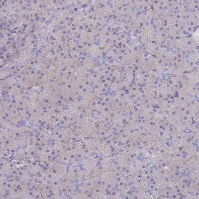 Immunohistochemistry-Paraffin Ankyrin Brain Antibody