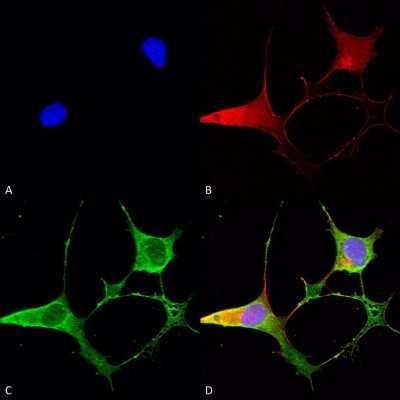 Immunocytochemistry/ Immunofluorescence Ankyrin Brain Antibody (S105-13)