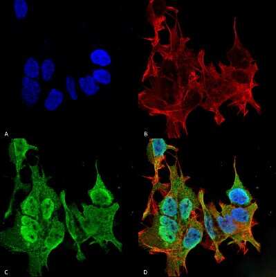 Immunocytochemistry/Immunofluorescence: Ankyrin Brain Antibody (S105-13) [NBP2-59374] - Immunocytochemistry/Immunofluorescence analysis using Mouse Anti-Ankyrin Brain Monoclonal Antibody, Clone S105-13 (NBP2-59374). Tissue: Neuroblastoma cell line (SK-N-BE). Species: Human. Fixation: 4% Formaldehyde for 15 min at RT. Primary Antibody: Mouse Anti-Ankyrin Brain Monoclonal Antibody (NBP2-59374) at 1:100 for 60 min at RT. Secondary Antibody: Goat Anti-Mouse ATTO 488 at 1:100 for 60 min at RT. Counterstain: Phalloidin Texas Red F-Actin stain; DAPI (blue) nuclear stain at 1:1000; 1:5000 for 60 min RT, 5 min RT. Localization: Cytoplasm