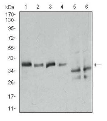 Western Blot: Annexin A1 Antibody (2F1) - Azide and BSA Free [NBP2-80577] - WB analysis of ANXA1 in (1) Hela, (2) A549, (3) K562, (4) NIH3T3, (5) C6, and (6) COS7 cell lysate. Image from the standard format of this antibody.