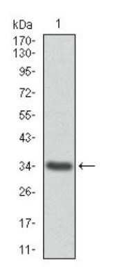 Western Blot: Annexin A1 Antibody (2F1) - Azide and BSA Free [NBP2-80577] - WB detection of ANXA1 in human ANXA1 recombinant protein. Image from the standard format of this antibody.