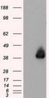 Western Blot: Annexin A1 Antibody (3A8) [NBP2-02357] - HEK293T cells were transfected with the pCMV6-ENTRY control (Left lane) or pCMV6-ENTRY Annexin A1 (Right lane) cDNA for 48 hrs and lysed. Equivalent amounts of cell lysates (5 ug per lane) were separated by SDS-PAGE and immunoblotted with anti-Annexin A1.