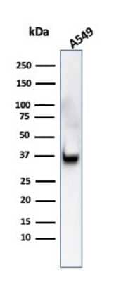 Western Blot: Annexin A1 Antibody (ANXA1/3566) [NBP3-08708] - Western Blot Analysis of A549 cell lysate using Annexin A1 Mouse Monoclonal Antibody (Clone ANXA1/3566).