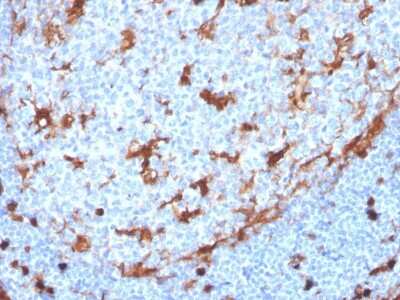 Immunohistochemistry-Paraffin: Annexin A1 Antibody (ANXA1/3869R) - Azide and BSA Free [NBP3-08709] - Formalin-fixed, paraffin-embedded human tonsil stained with Annexin A1 Recombinant Rabbit Monoclonal Antibody (ANXA1/3869R).