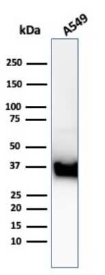 Western Blot: Annexin A1 Antibody (ANXA1/3869R) - Azide and BSA Free [NBP3-08709] - Western Blot Analysis of A549 cell lysate using Annexin A1 Recombinant Rabbit Monoclonal Antibody (ANXA1/3869R).