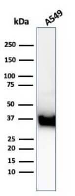 Western Blot: Annexin A1 Antibody (ANXA1/3869R) [NBP3-07717] - Western Blot Analysis of A549 cell lysate using Annexin A1 Recombinant Rabbit Monoclonal Antibody (ANXA1/3869R).