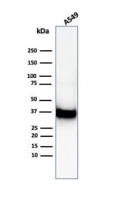 Western Blot: Annexin A1 Antibody (ANXA1/6452R) [NBP3-13935] - Western Blot Analysis of A549 cell lysate using Annexin A1 antibody (ANXA1/6452R).