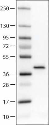 Western Blot: Annexin A1 Antibody (CL0199) [NBP2-52875] - Lane 1: Marker [kDa]  Lane 2: Human cell line U-251 MG