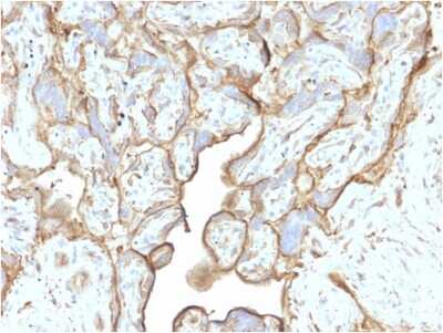 Immunohistochemistry-Paraffin: Annexin A1 Antibody (CPTC-ANXA1-1) - Azide and BSA Free [NBP3-08699] - Formalin-fixed, paraffin-embedded human Placenta stained with Annexin A1 Mouse Monoclonal Antibody (CPTC-ANXA1-1).