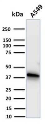 Western Blot: Annexin A1 Antibody (CPTC-ANXA1-1) [NBP3-07714] - Western Blot Analysis of human A549 cell lysate using Annexin A1 Mouse Monoclonal Antibody (CPTC-ANXA1-1).